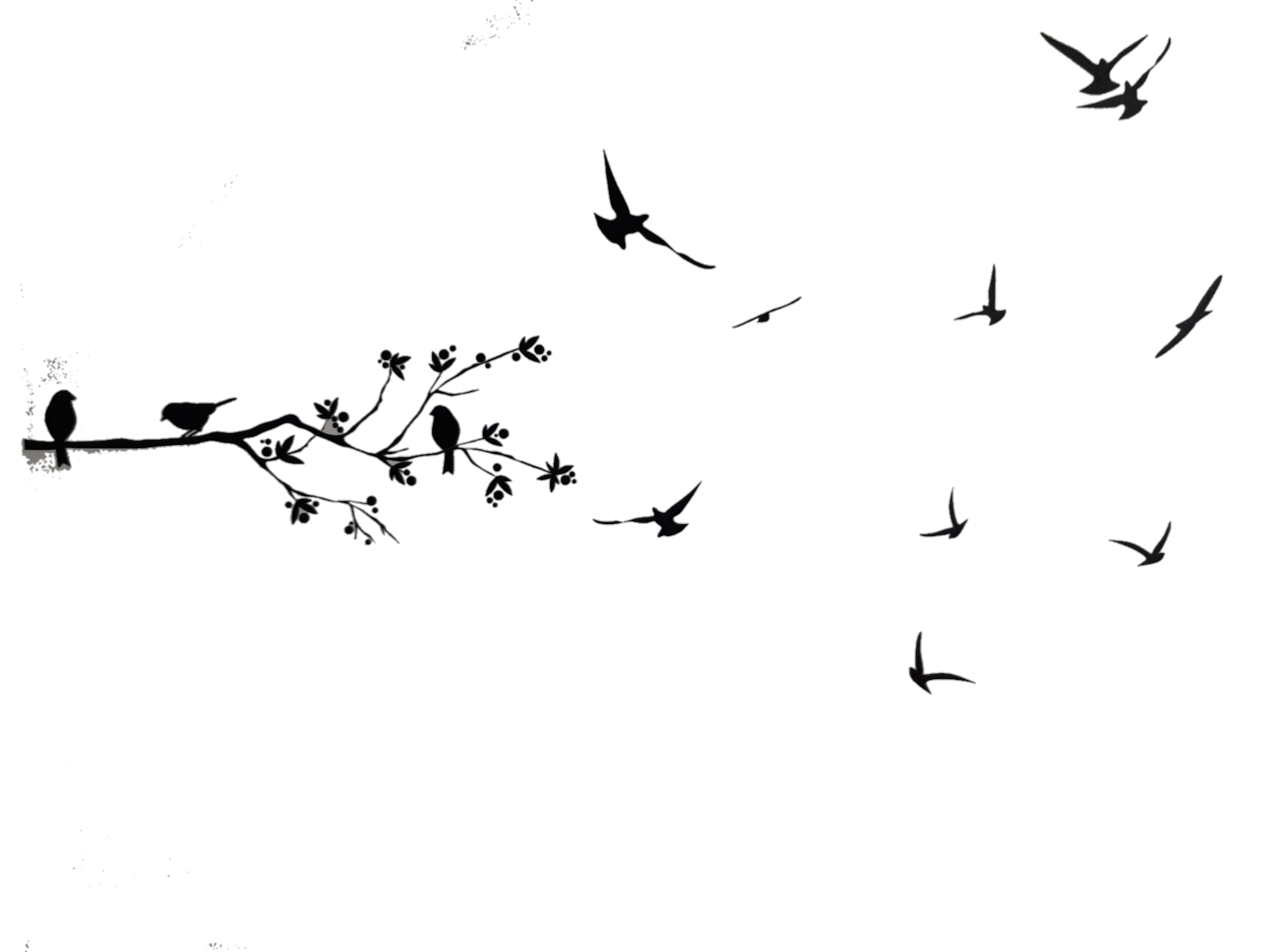 birds black
